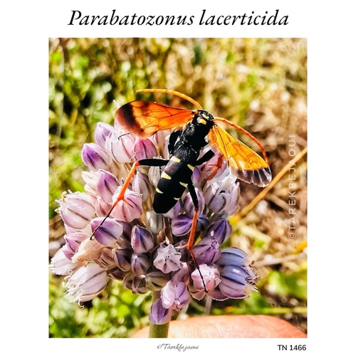 Parabatozonus lacerticida