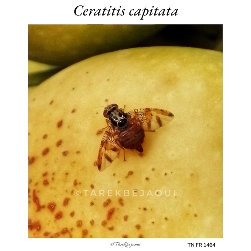 Mediterranean Fruit Fly