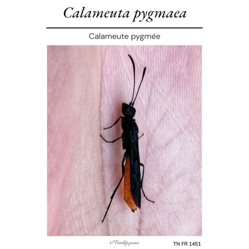 Calameuta pygmaea