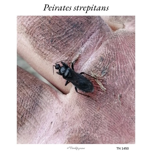 Peirates strepitans