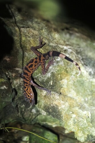 Cat Ba Leopard Gecko