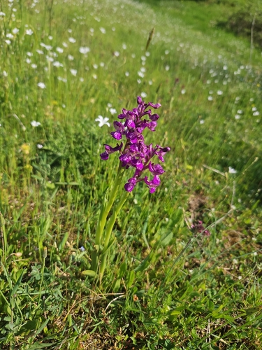green-winged orchid
