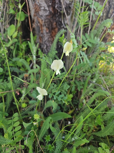 Large yellow vetch