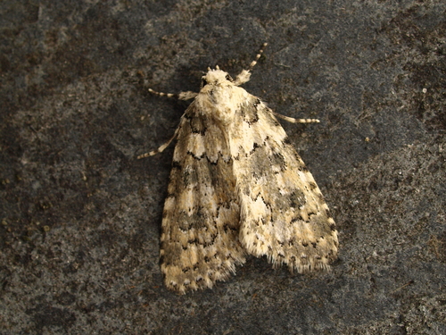 Marbled Beauty