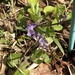 Viola hondoensis - Photo (c) 近藤行仁, todos os direitos reservados, uploaded by 近藤行仁