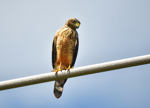 Roadside Hawk