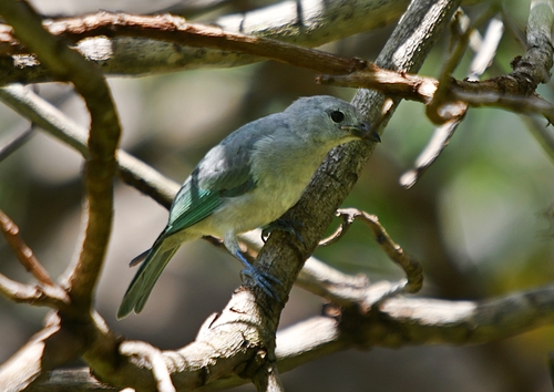 Sayaca Tanager