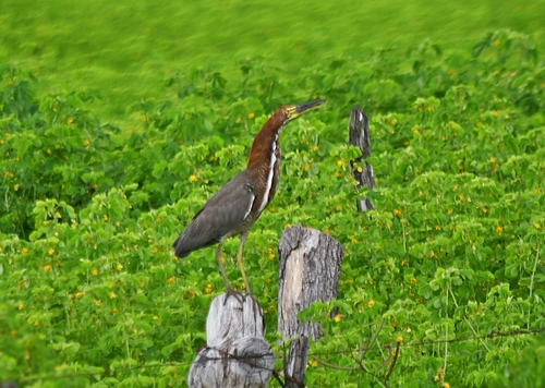 Rufescent Tiger-Heron