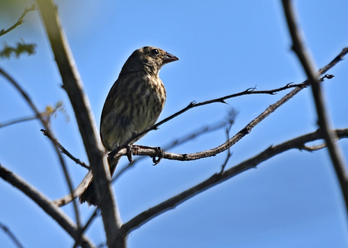 Blue-black Grassquit