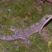 Hemidactylus angulatus - Photo 由 Esteban Alzate Basto 所上傳的 (c) Esteban Alzate Basto，保留所有權利