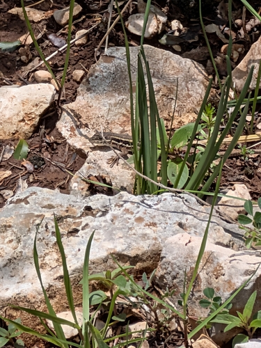 Snake-eyed Lizard