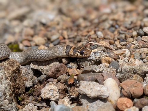 Levantine Dwarf Snake