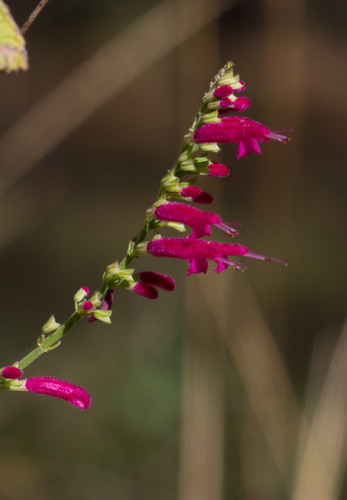 Mexican fuchsia sage