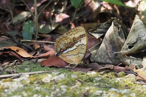 Stichophthalma suffusa
