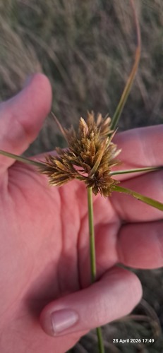 Manyspike Flatsedge