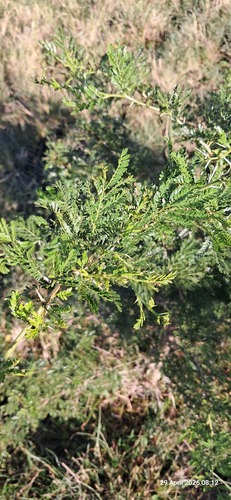 Sweet Thorn