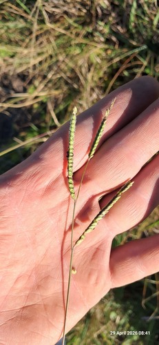 Dallis grass