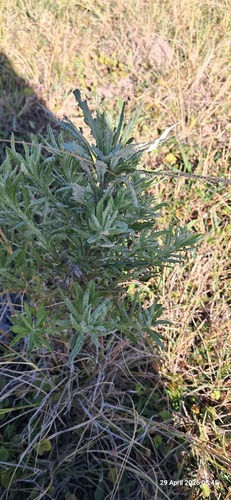 Shoddy Ragwort