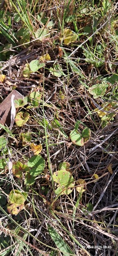 Indian pennywort