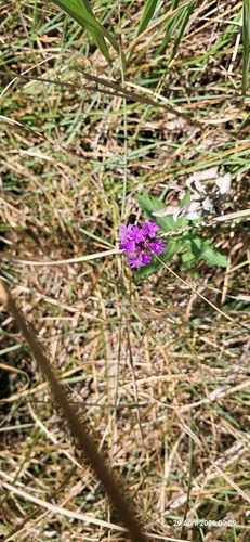 Slender Vervain