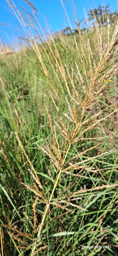 Daba Grass