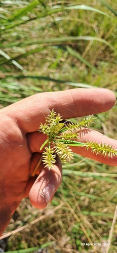 Pacific island flatsedge