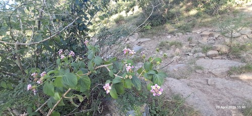 common lantana