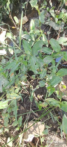 climbing dayflower