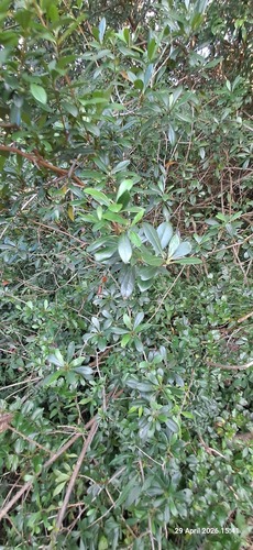 Poison Starapple