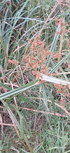 Fig Sedge