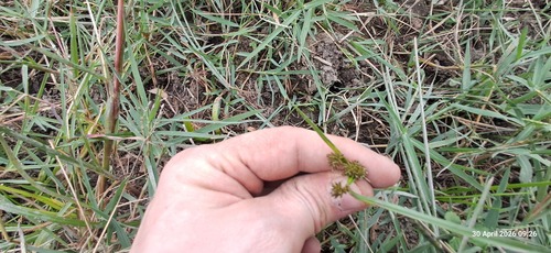 Variable Flatsedge