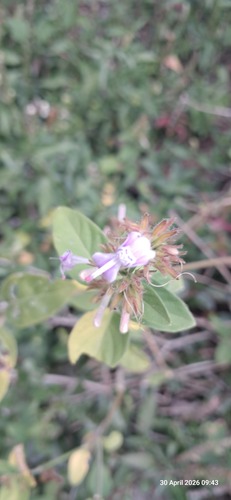 White Ribbon Flower