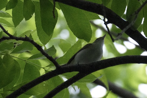 Featured image for “Red-eyed Vireo”