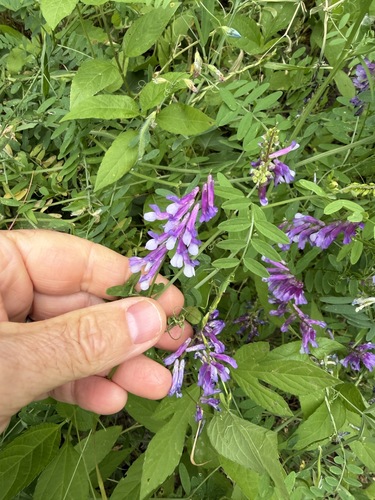 Featured image for “hairy vetch”