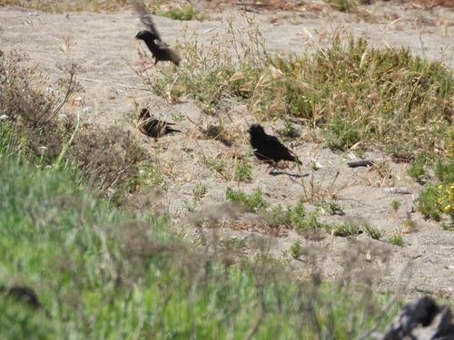 Avistamiento Estornino Negro