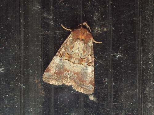 Rosy Minor