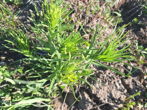 western stoneseed