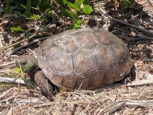 Gopherus polyphemus