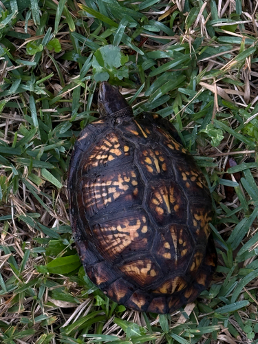 Terrapene carolina major