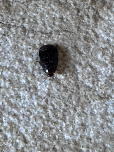 Surinam Cockroach (Pycnoscelus surinamensis)
