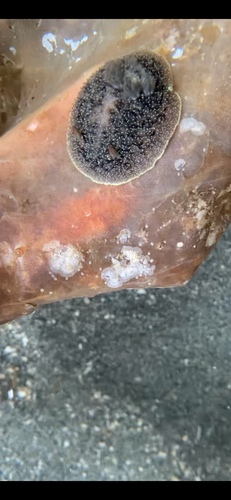 Acanthodoris nanaimoensis