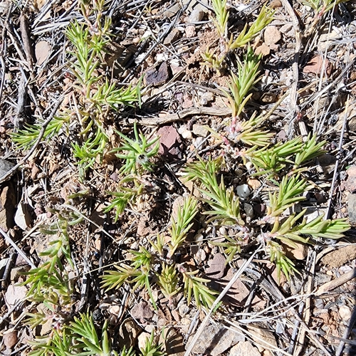 shrubby purslane