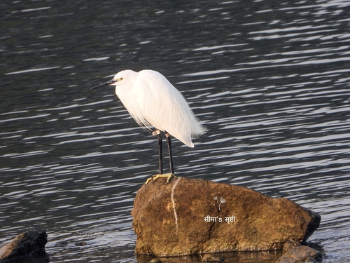Little Egret