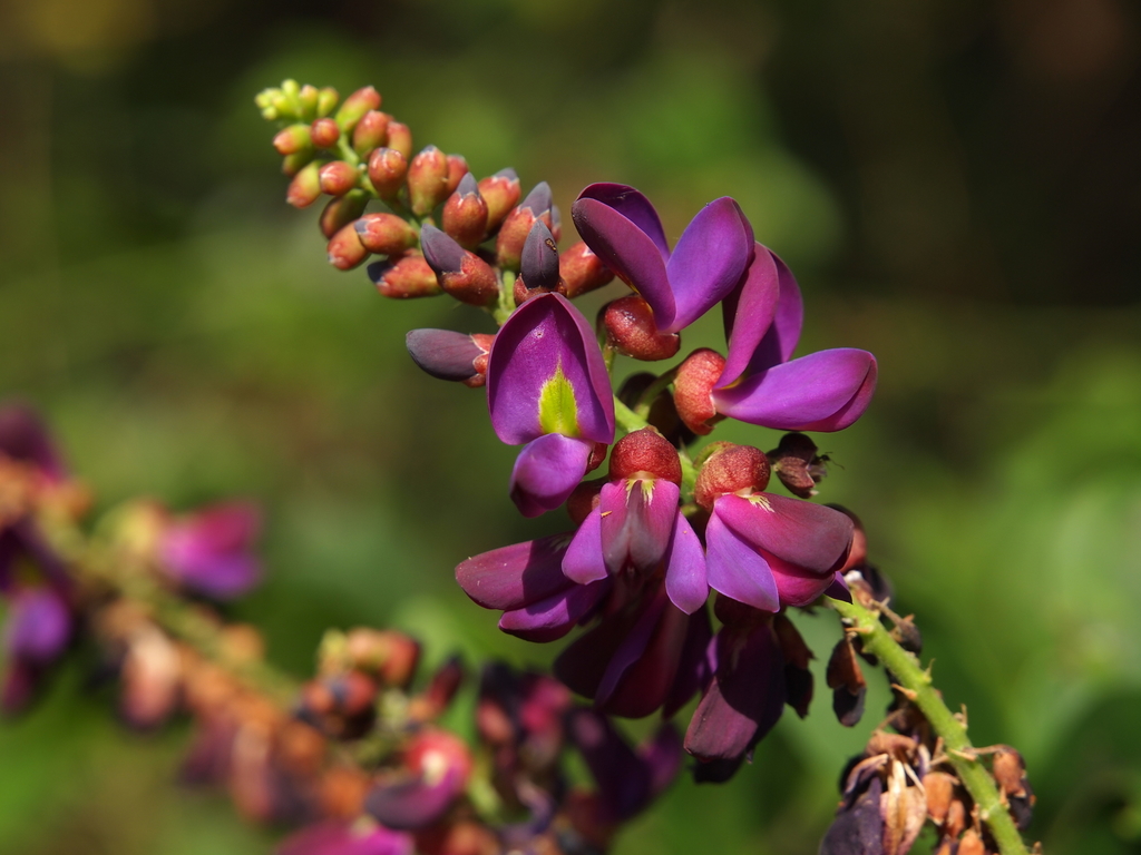 Wisteriopsis reticulata (Wisteriopsis reticulata)