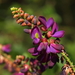 Evergreen Wisteria - Photo (c) greenlapwing, all rights reserved, uploaded by greenlapwing