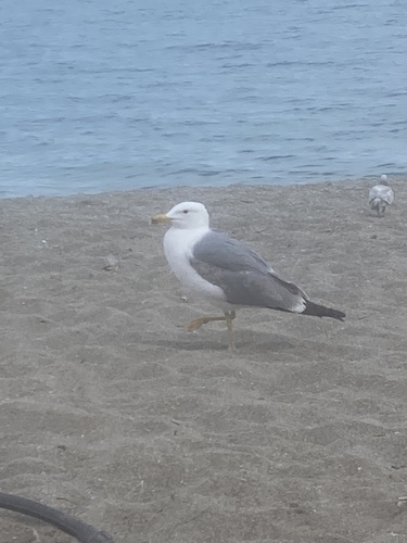 Avistamiento Gaviota patiamarilla