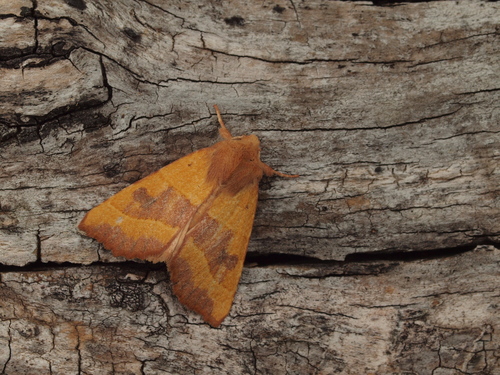 Centre-barred Sallow