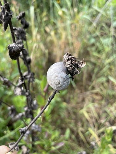 Otala lactea