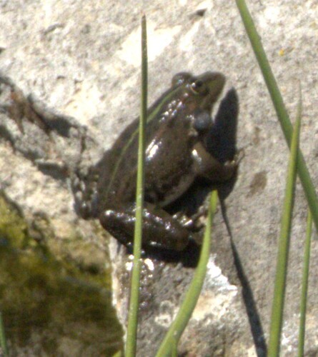 Marsh Frog