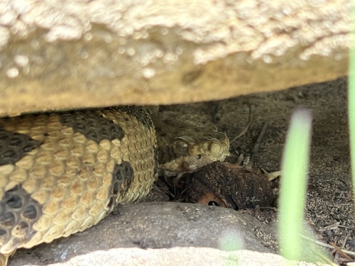 Timber Rattlesnake
